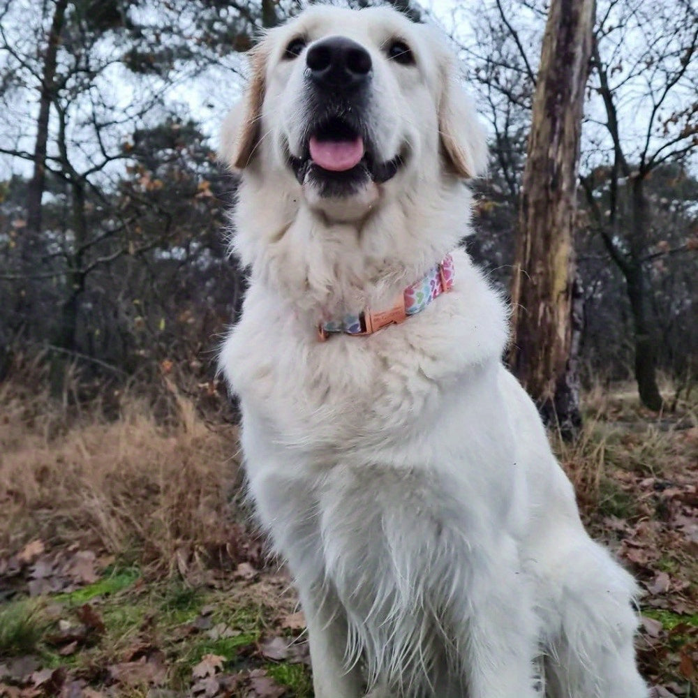 Personalized Dog Collar, Customized for Medium & Large Dogs, with Name & Phone Engraved on Metal Buckle, Multiple Pattern Prints, Fancy Cute Bow Tie Leash Available